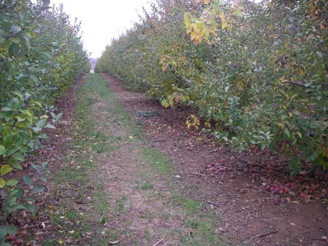 apple orchard