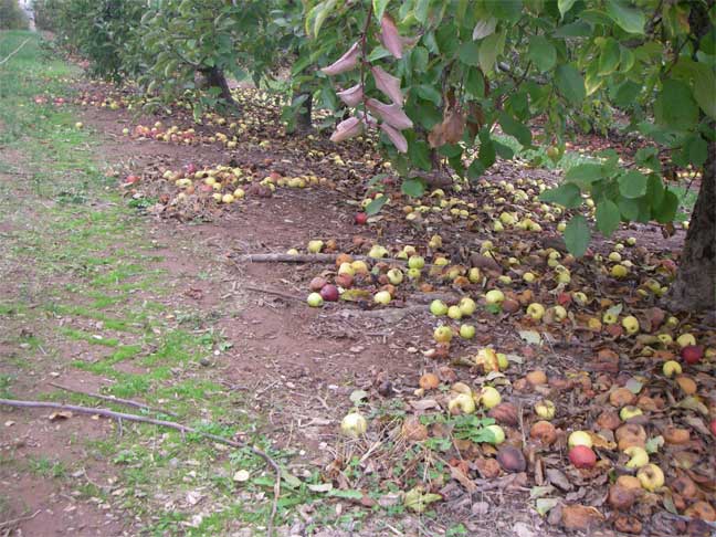 apple orchard