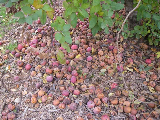 apple orchard