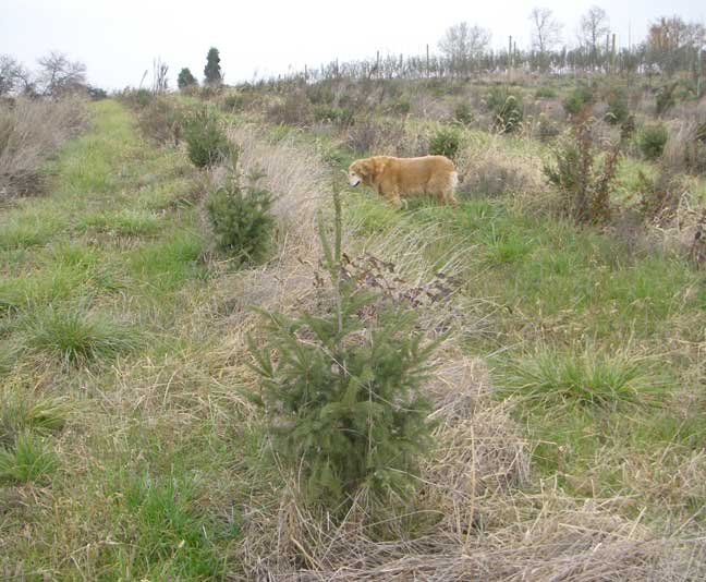 small Christmas tree