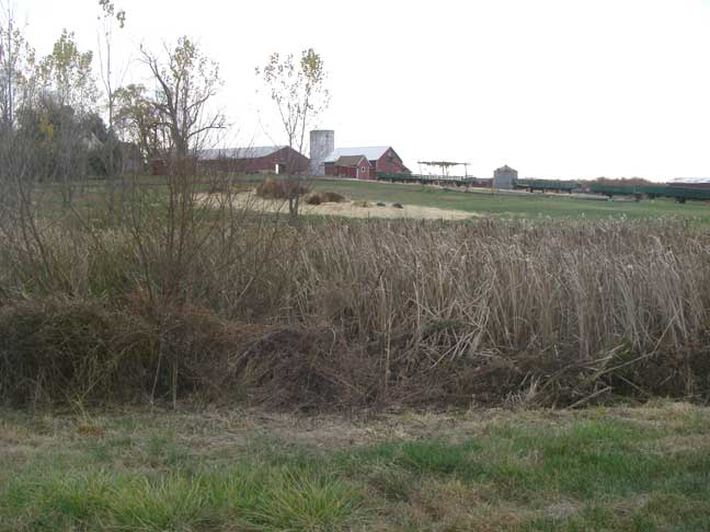 view over pond