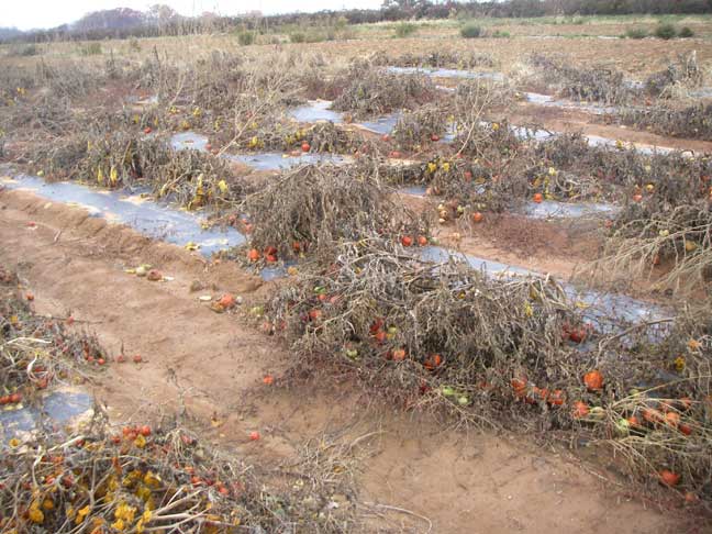 frost tomatoes