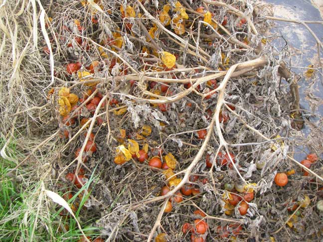 frost tomatoes