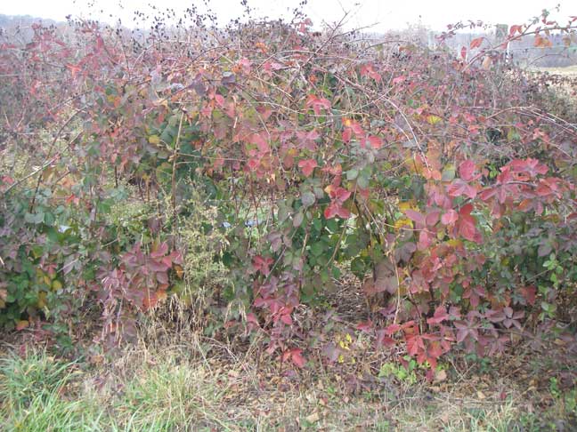 thornless blackberry plants