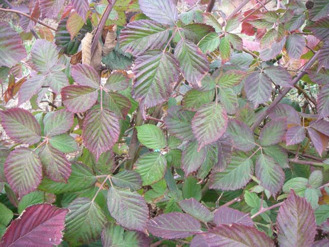 thornless blackberry leaves