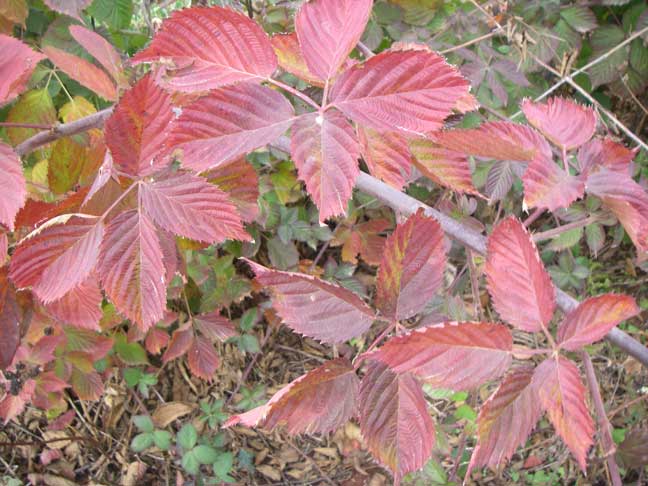 thornless blackberry leaves