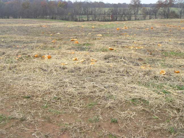 mowed pumpkin field
