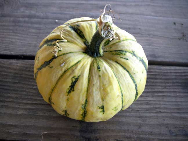 Japanese Squash