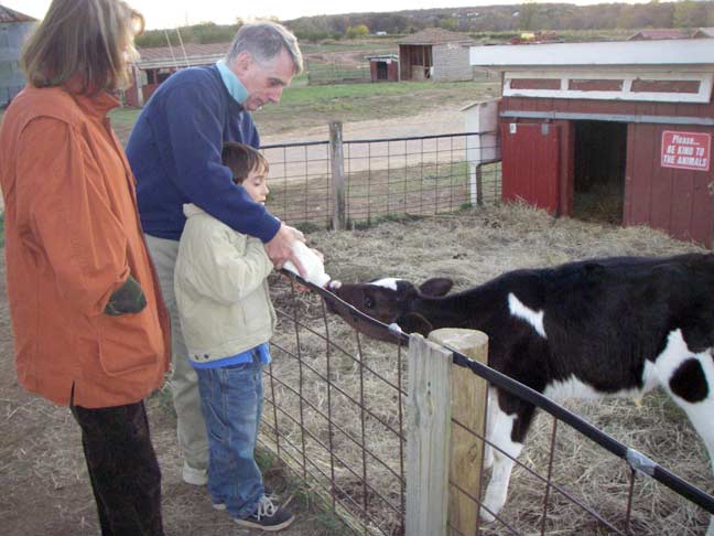 feeding the calf