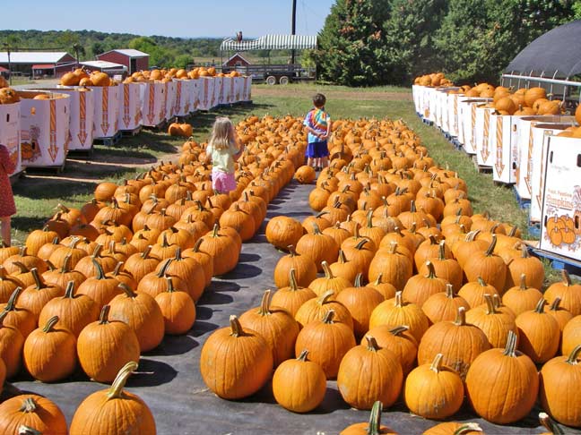kids walk thru a sea of already picked pumpkins