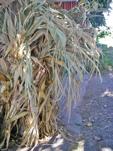 corn stalks