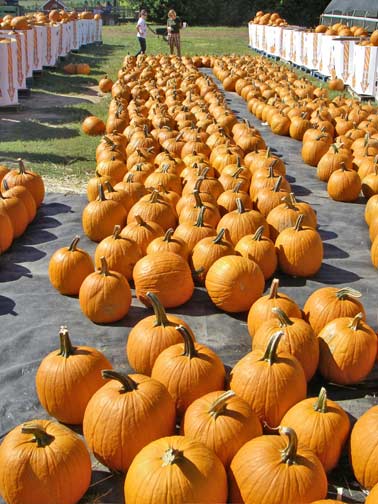 pumpkins