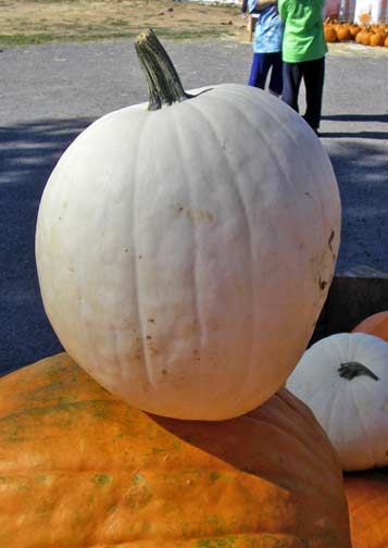 white pumpkin