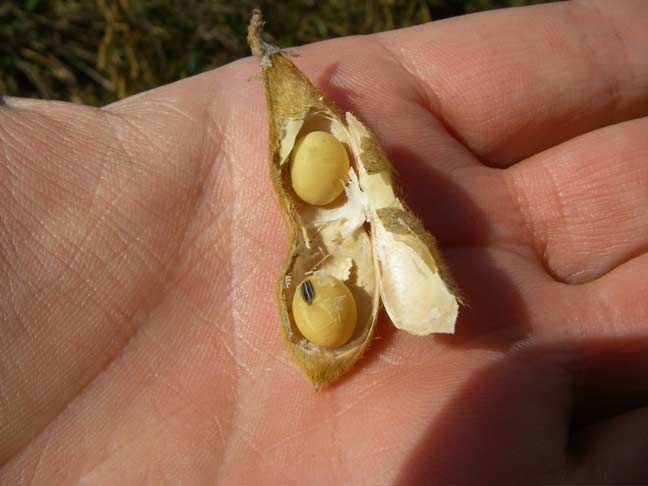 soybeans