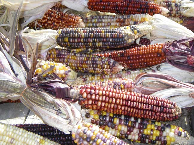 ornamental corn