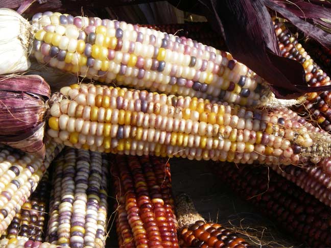 ornamental corn