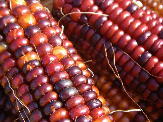 ornamental corn