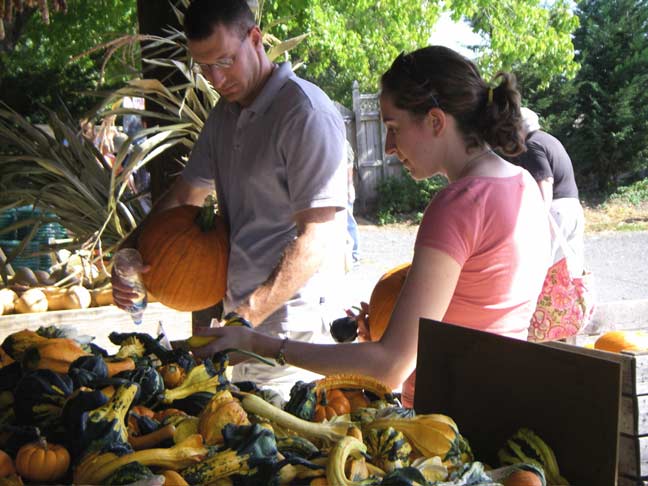 selecting gourds