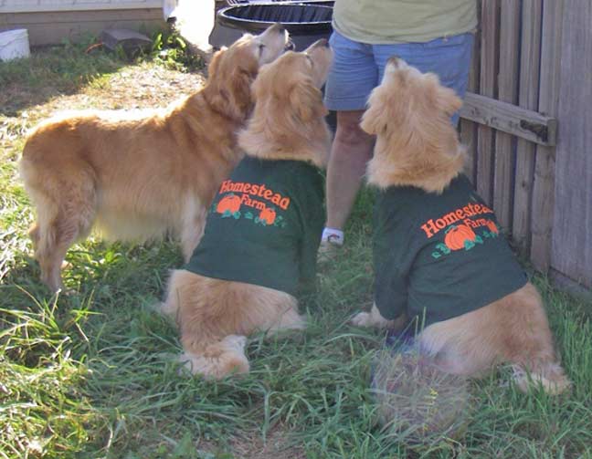 dogs in shirts