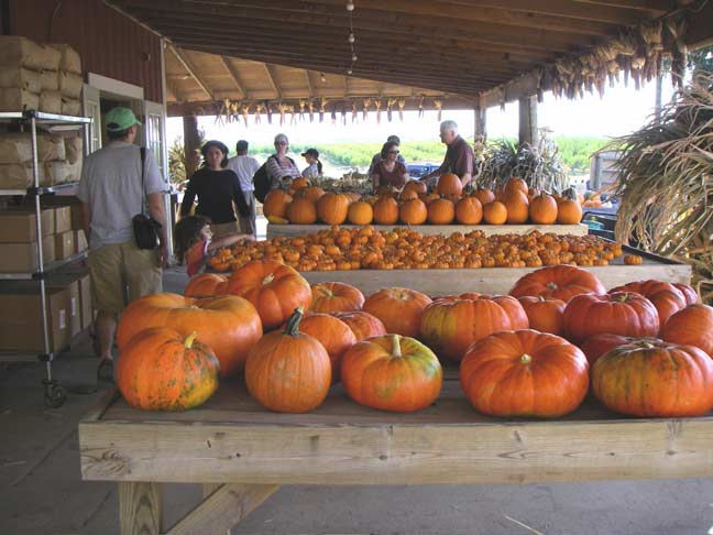 pumpkin tables