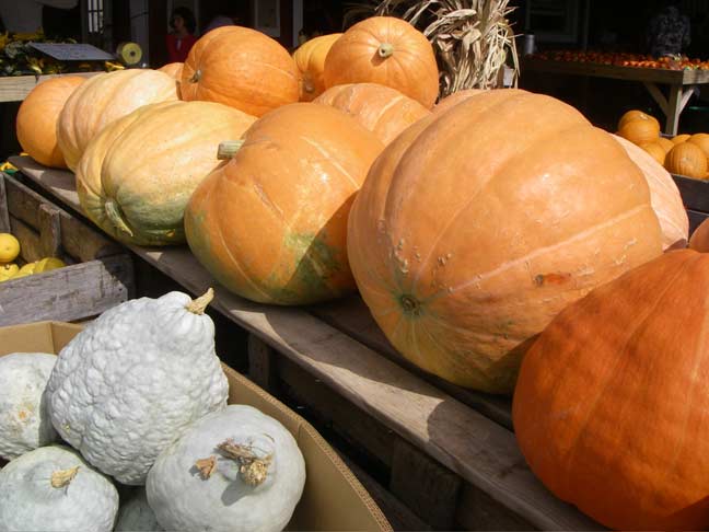 big pumpkins