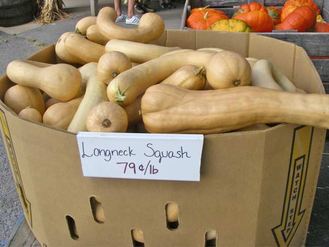 longneck squash