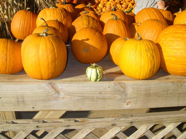 Acorn Squash vs Pumpkin