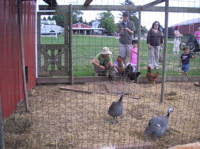 chickens