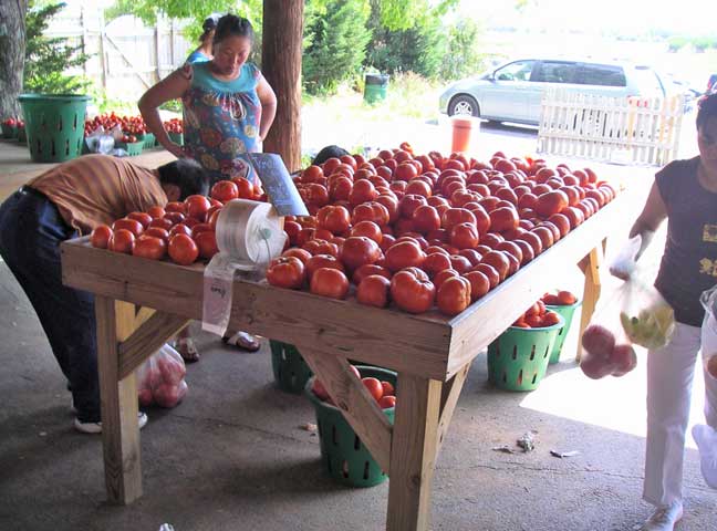 tomato table