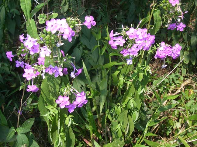 wild flowers