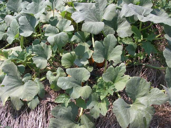 pumpkin leaves