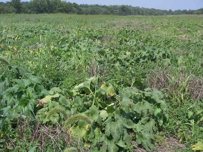 pumpkin field