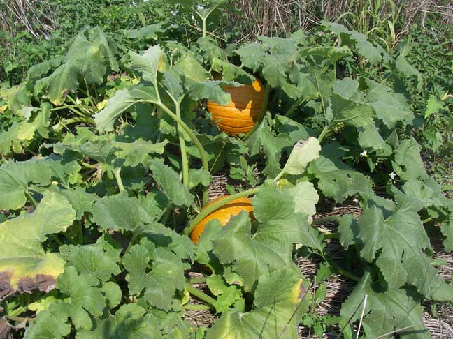 pumpkin field