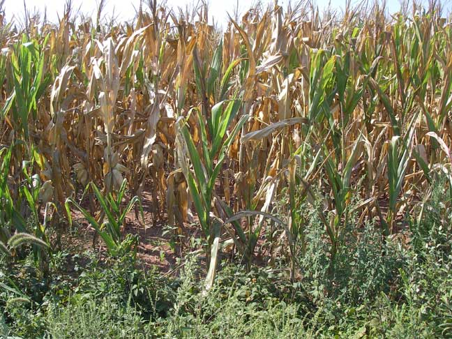 dry corn field