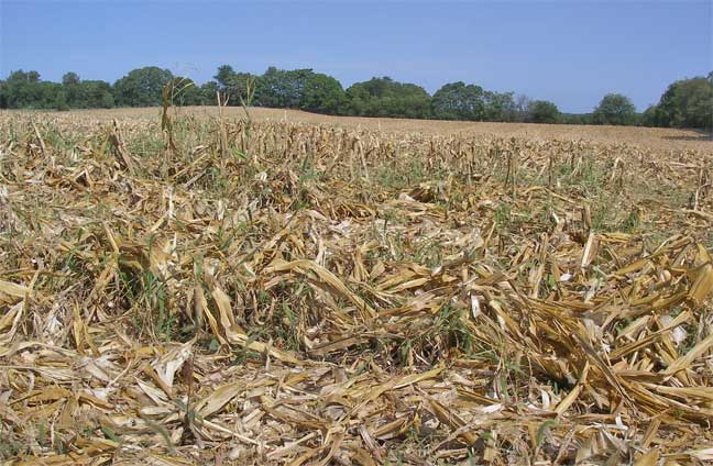 harvested corn field