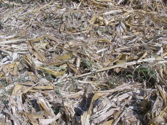 dry corn field