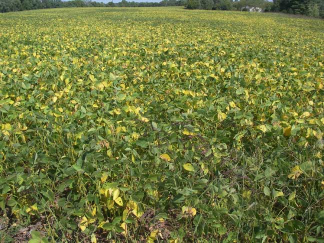 soybean field