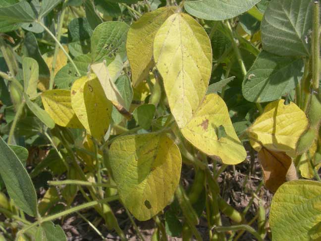 soybean field