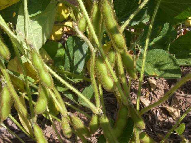 soybean field