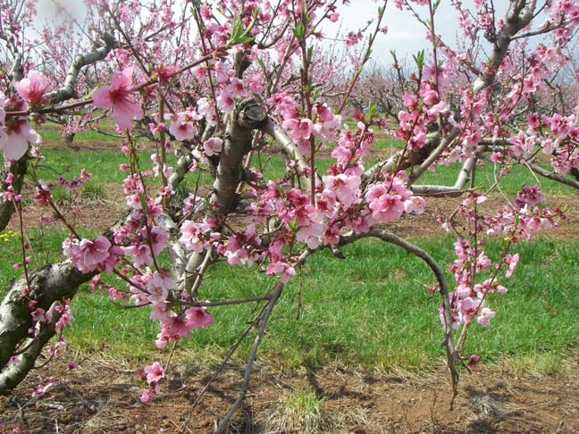 Peach blossoms