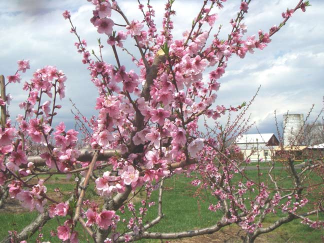 Peach blossoms