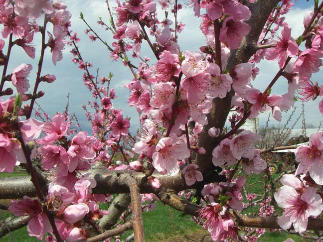 Peach blossoms