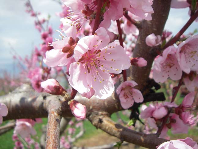 Peach blossoms