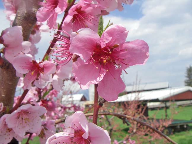 Peach blossoms