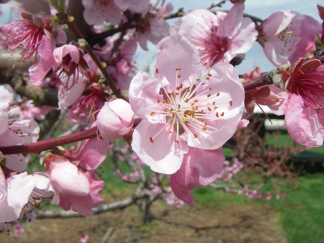 Peach blossoms