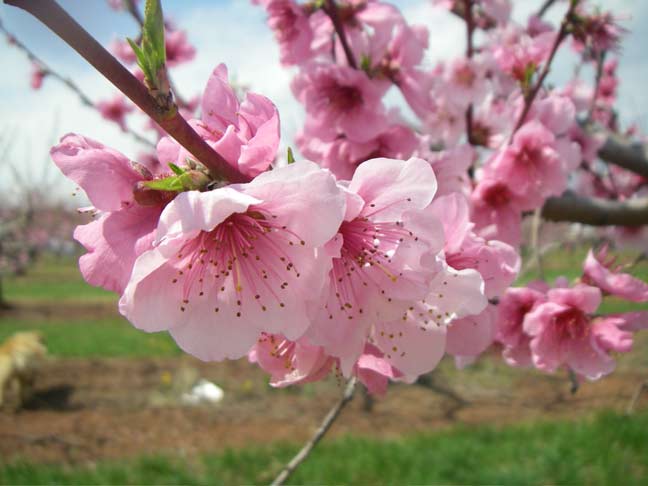 Peach blossoms