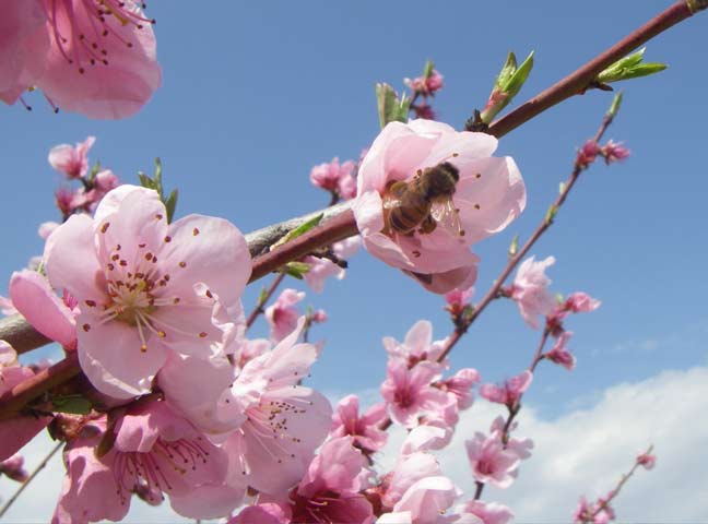 Peach blossoms