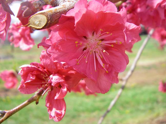 Peach blossoms
