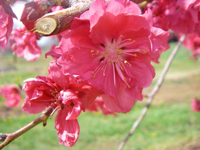 Peach blossoms