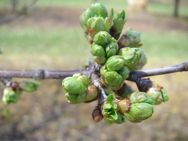 Cherry buds